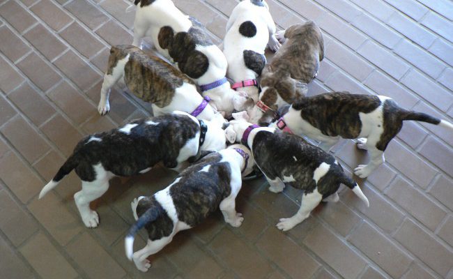 Dogs Sharing Food